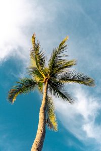 1 200x300 - Telltale Signs That You Need Your Palm Tree Removed