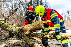 Article 325 300x200 - What is an Arborist?