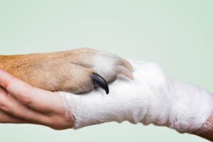 CaninePTandMe CCL tear in dogs