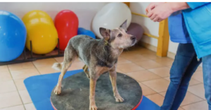 Canine PT and Me dog physical therapist near me