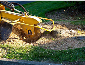stump removal company