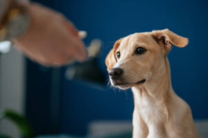 IVDD in Dogs Treatment