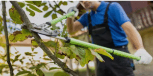 tree loppers