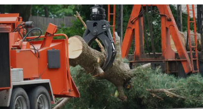 tree removal Adelaide Hills