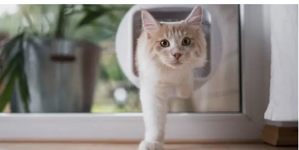 pet doors Adelaide